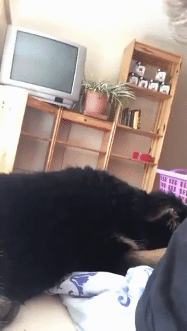 Dumb Dog GIF - Find & Share on GIPHY