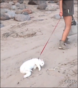 Dragging Cat