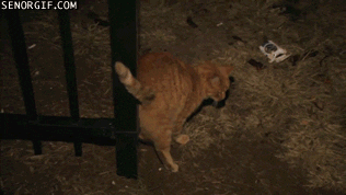 Cheezburger cat