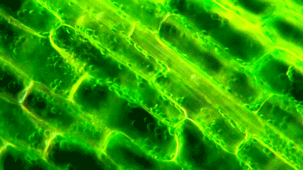 Plant Cell GIF - Find & Share on GIPHY