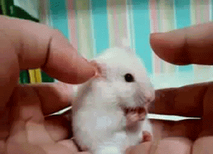 roedor de estimação- rato