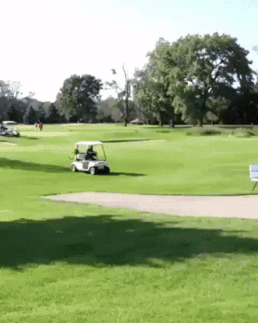 EVEN MORE GOLF GIFS Giphy-downsized-large