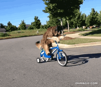 funny dog cute bike road