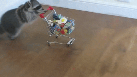 Racoon pushing a tiny shopping cart.