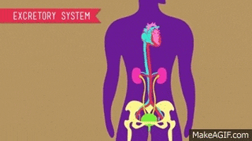 Excretory System GIFs - Find & Share on GIPHY