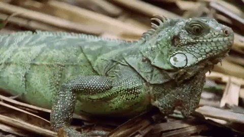 Iguana en su habitat natural
