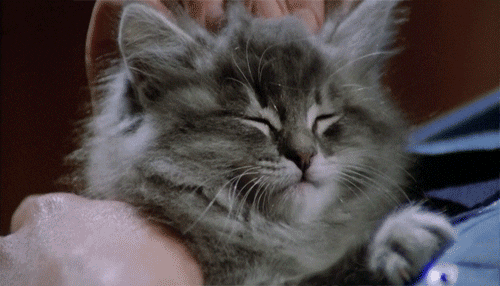  Cat  Kitten  GIF  by hoppip Find Share on GIPHY
