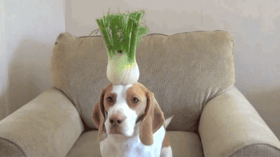 dog fruit vegetables