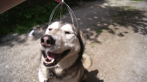a Siberian Husky enjoying a head massage