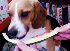 Dog Eating GIF - Find & Share on GIPHY