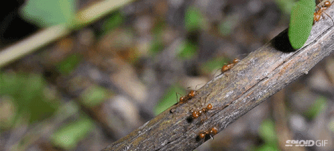 Resultado de imagen de ants gif
