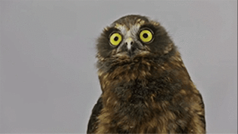 Owl Feeling It GIF - Find & Share on GIPHY