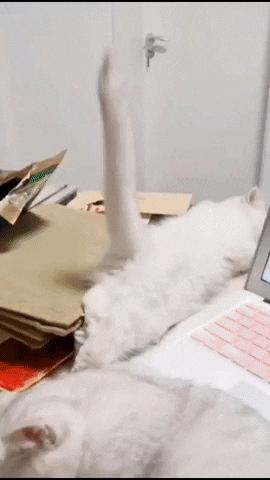 Catto tail in cat gifs