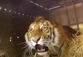 GIF tiger shocked para Instagram