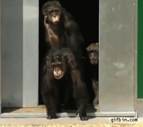 Monkey Hug GIF - Find & Share on GIPHY
