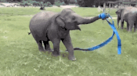 Elephant Ribbon GIF - Find & Share on GIPHY
