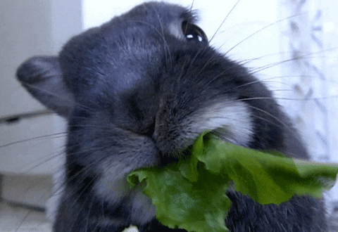 Bunny eating Salad