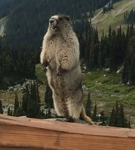 Marmot GIF - Find & Share on GIPHY