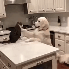 Best friend ever in funny gifs