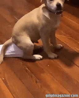 New shoes are gone in dog gifs