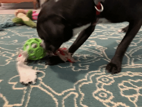 7 Ways to Keep Your Dog Entertained When You're Away {Stocking Stuffer  Giveaway – Day #7}