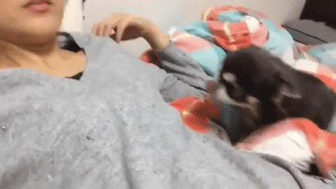 Dogs Provide Unconditional Love and Support