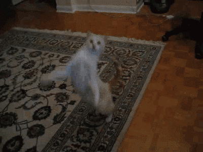 The White Cat Danced