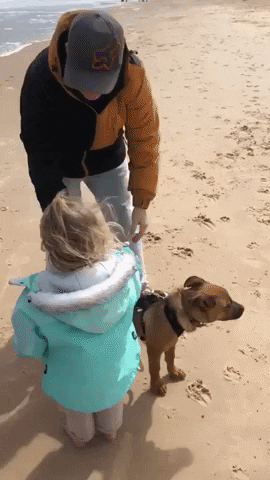 Taking doggo for beach walk in WaitForIt gifs