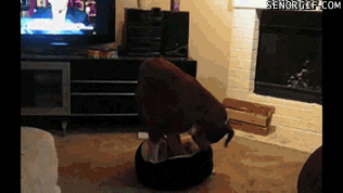 Dogs Beds GIF by Cheezburger