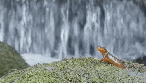 Lizard Pond GIF by PBS Digital Studios