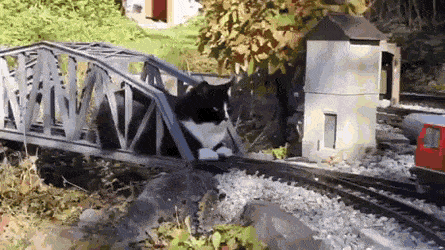 Train Vs Cat in cat gifs
