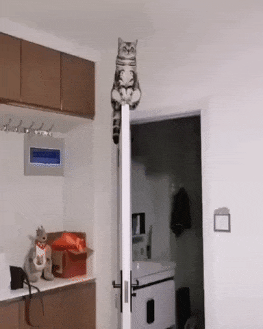 I see no go up here in cat gifs