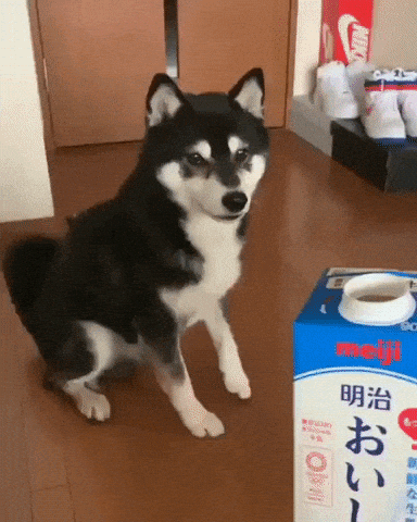How to Choose the Best Milk Good and Healthy For You | Doggo is Excited to Drink His Milk