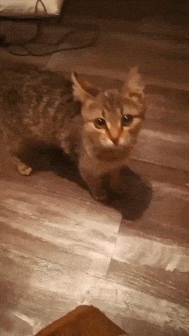 Angry catto in cat gifs