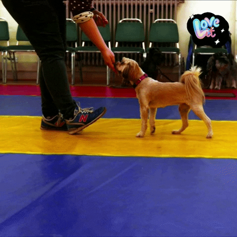 Newcastle Dog Training GIF by Positively Pets
