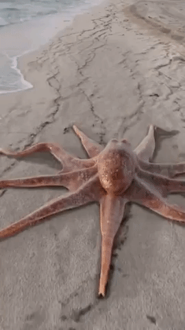 Octopus CGI in wow gifs