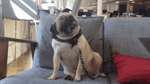 Question Mark What GIF by The BarkPost  - Find & Share on GIPHY