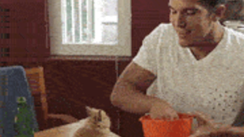 Catto feel betrayed gif