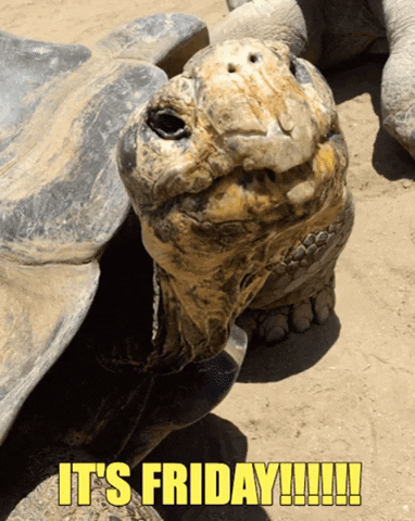 Turtle GIFs - Find & Share on GIPHY