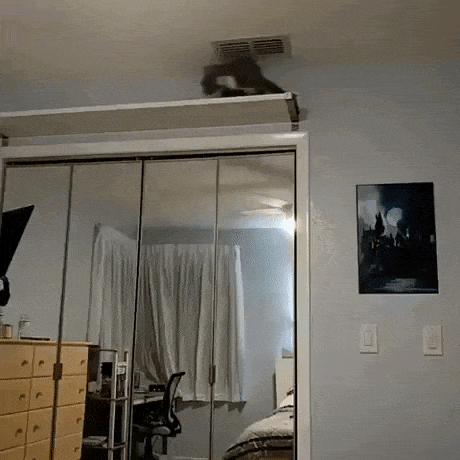 This is one crazy cat in cat gifs
