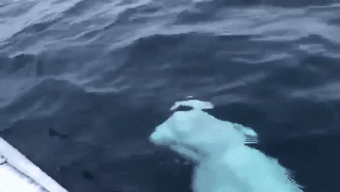 Animated GIF - Find & Share on GIPHY