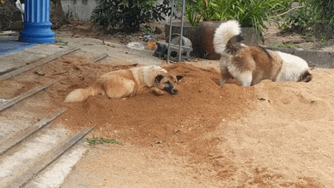 Dog digging GIF