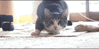 200w_s.gif
