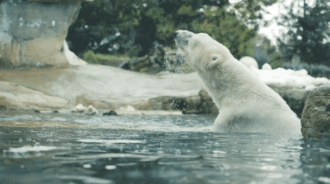 Shake It Off Polar Bear GIF by San Diego Zoo - Find & Share on GIPHY