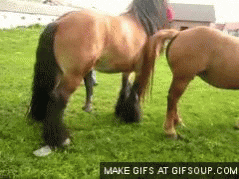 Schwanz gifs