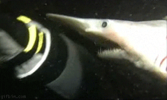 Image result for goblin shark gif