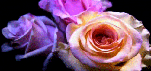 Roses GIF - Find & Share on GIPHY