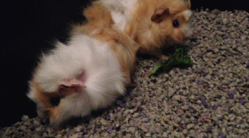 Guinea Pig GIF - Find & Share on GIPHY