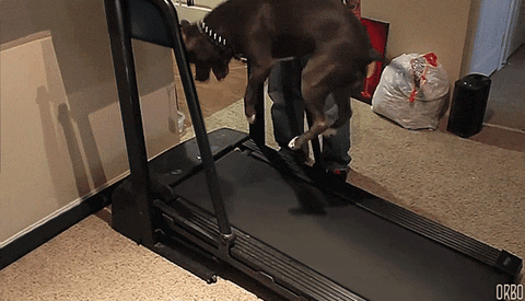 https://media.giphy.com/media/cWQWI5SwSbR4I/giphy.gif