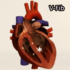 Heart Biology GIF - Find & Share on GIPHY